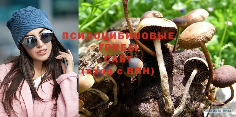 Псилоцибиновые грибы Psilocybe  мега зеркало  Сарапул  закладки 